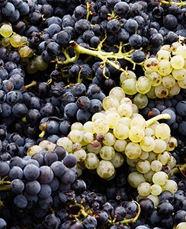 Sangiovese Sangiovese