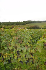 Domaine Fourrier Domaine Fourrier