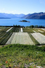 Rippon Vineyard Rippon Vineyard
