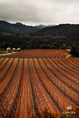 Cervoles Celler Cervoles Celler