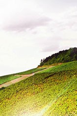 Domaine Billaud-Simon Domaine Billaud-Simon