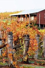 Mazza Wines Mazza Wines