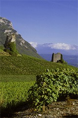 Domaine Jean-Francois Quenard Domaine Jean-Francois Quenard