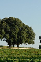 Chateau Pavie Macquin Chateau Pavie Macquin