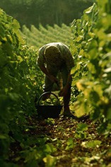 Le Mesnil Le Mesnil